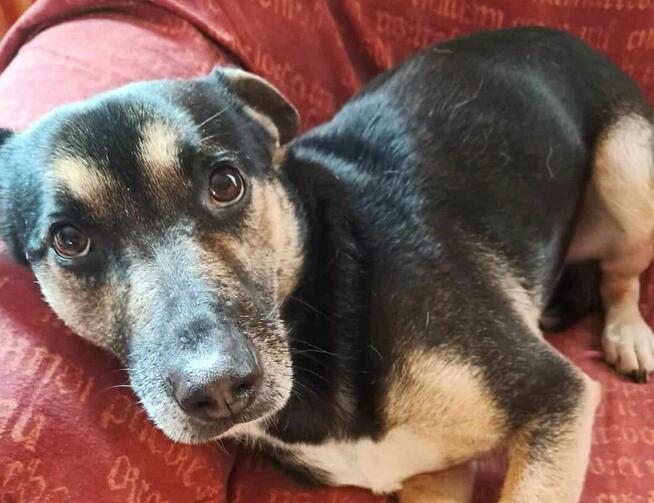 Grzeczny, delikatny Toluś już długo czeka na dom. Pokochaj!