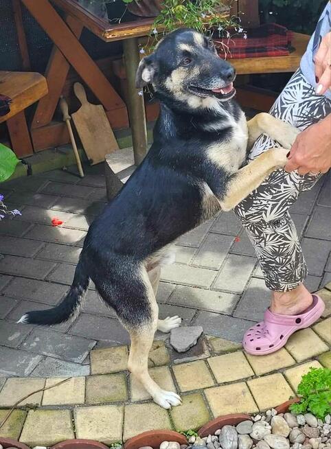 Grzeczny, delikatny Toluś już długo czeka na dom. Pokochaj!