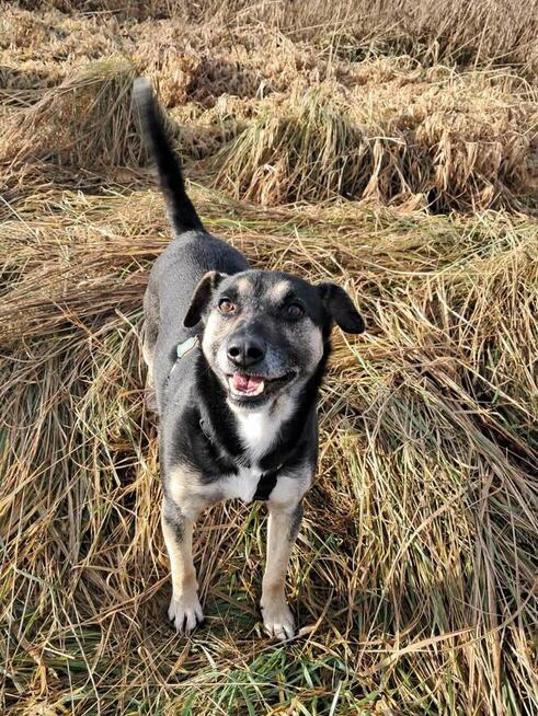 Grzeczny, delikatny Toluś już długo czeka na dom. Pokochaj!