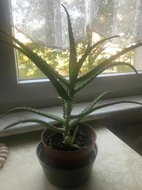 Aloes leczniczy drzewiasty, 50 zł