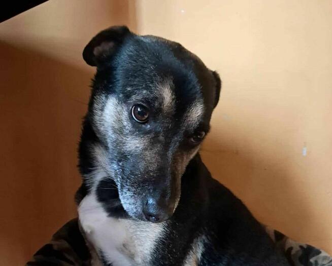 Grzeczny, delikatny Toluś już długo czeka na dom. Pokochaj!