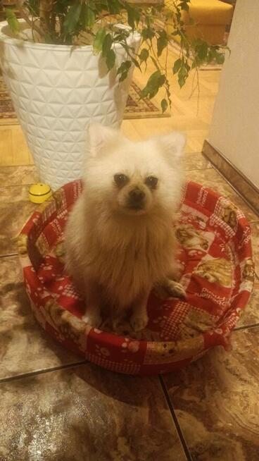 Pomeranian szpic miniaturowy