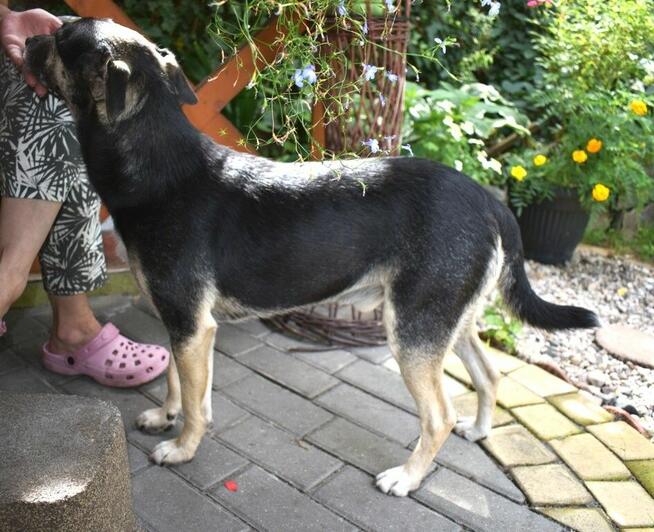 Grzeczny, delikatny Toluś już długo czeka na dom. Pokochaj!