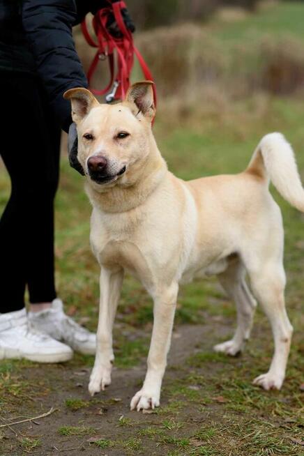 Wrażliwy ALEX w typie labradora szuka domu !!