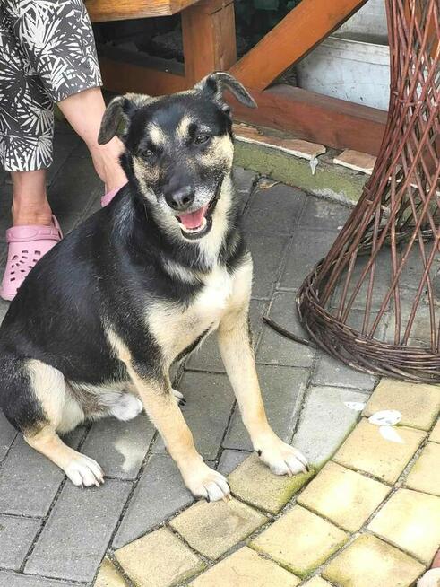 Grzeczny, delikatny Toluś już długo czeka na dom. Pokochaj!