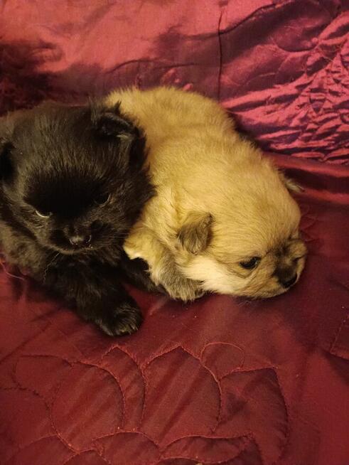 Pomeranian szpic miniaturowy
