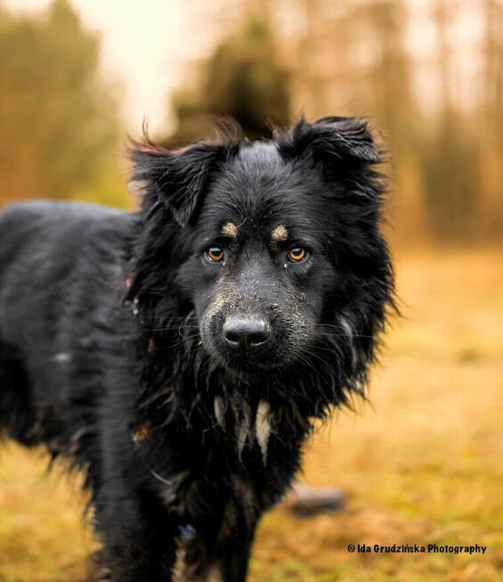 Psie cudo do adopcji, WIRUS duży psiak 2letni 28kg