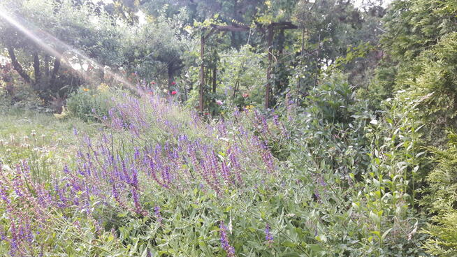 Dla rodziny, pod inwestycję, dzierżawa, wynajem.