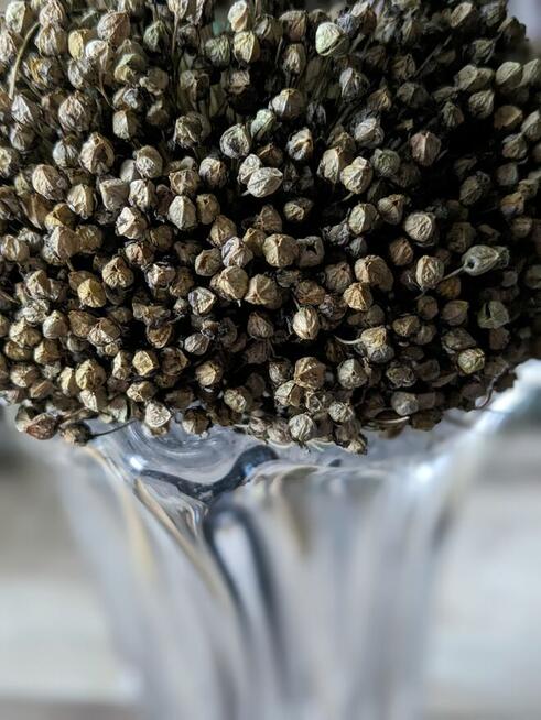 Ogórek Rosyjski Palczik Gruzin Kustowoj nasiona kolekcja