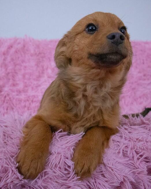 Malutka ok.3 mc dziewczynka czeka na adopcję Azyl pod Kotom