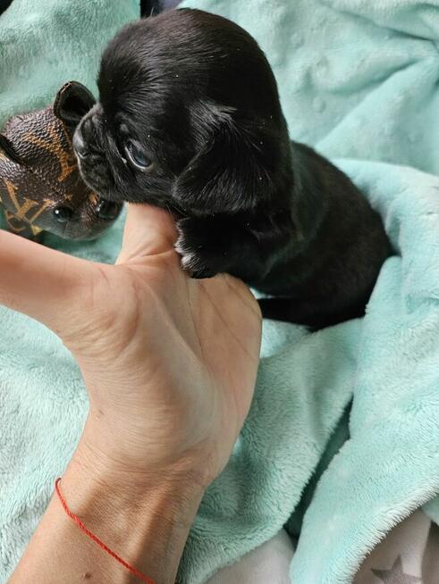Chihuahua mini chłopiec czarno czekoladowa
