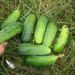 Ogórek Rosyjski Palczik Gruzin Kustowoj nasiona kolekcja