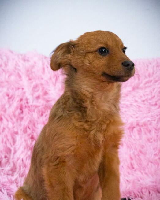 Malutka ok.3 mc dziewczynka czeka na adopcję Azyl pod Kotom