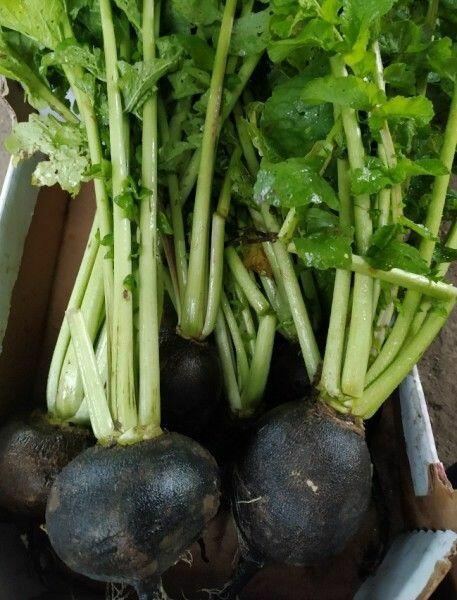 Ogórek Rosyjski Palczik Gruzin Kustowoj nasiona kolekcja