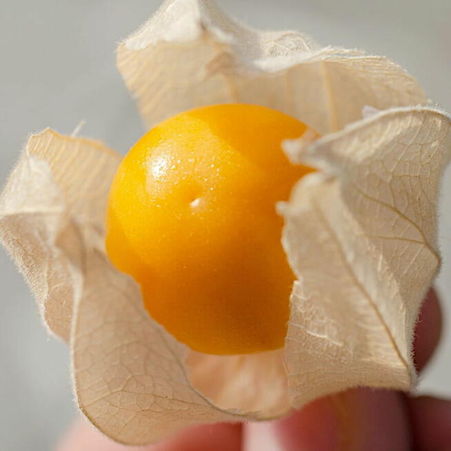 Ogórek Rosyjski Palczik Gruzin Kustowoj nasiona kolekcja