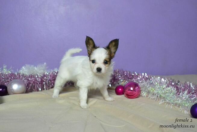 PAPILLON spaniel miniaturowy SUCZKA rodowód ZKWP FCI