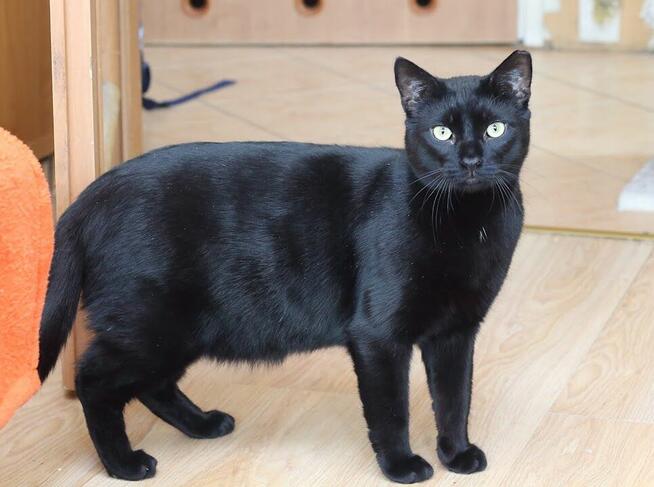 Bil Środusiem zwany- piękny, duuuży, błyszcząco czarny!