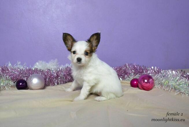 PAPILLON spaniel miniaturowy SUCZKA rodowód ZKWP FCI