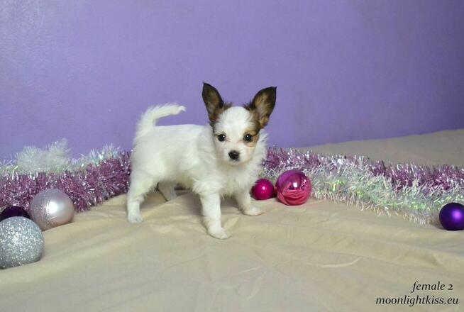 PAPILLON spaniel miniaturowy SUCZKA rodowód ZKWP FCI