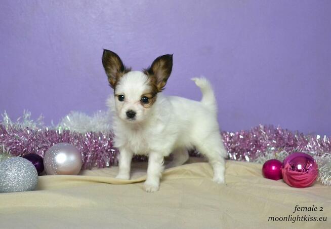 PAPILLON spaniel miniaturowy SUCZKA rodowód ZKWP FCI