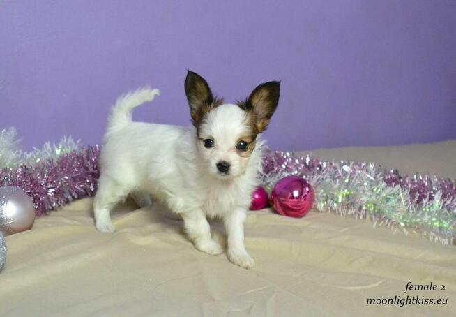 PAPILLON spaniel miniaturowy SUCZKA rodowód ZKWP FCI