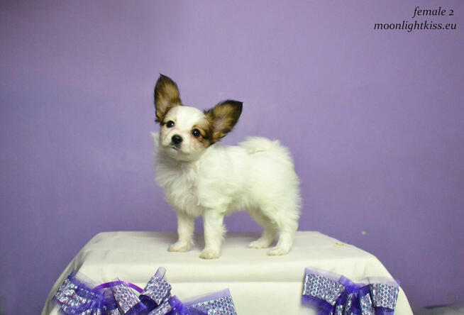 PAPILLON spaniel miniaturowy SUCZKA rodowód ZKWP FCI