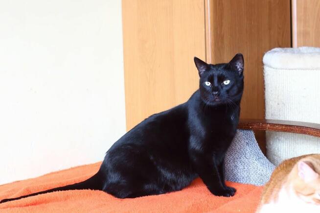 Bil Środusiem zwany- piękny, duuuży, błyszcząco czarny!