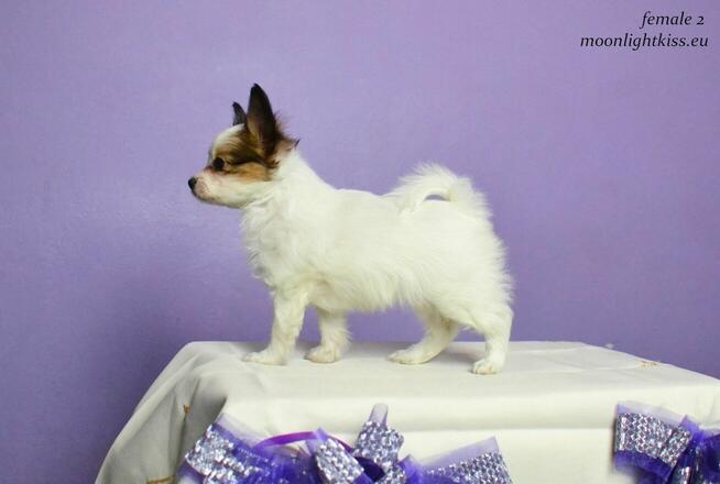 PAPILLON spaniel miniaturowy SUCZKA rodowód ZKWP FCI