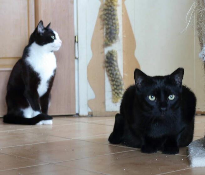 Bil Środusiem zwany- piękny, duuuży, błyszcząco czarny!