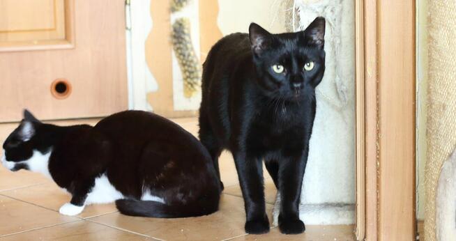 Bil Środusiem zwany- piękny, duuuży, błyszcząco czarny!