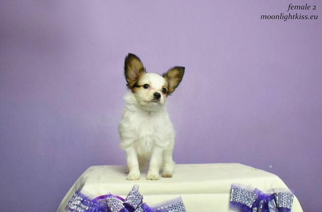 PAPILLON spaniel miniaturowy SUCZKA rodowód ZKWP FCI