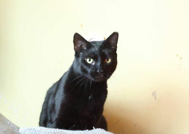 Bil Środusiem zwany- piękny, duuuży, błyszcząco czarny!