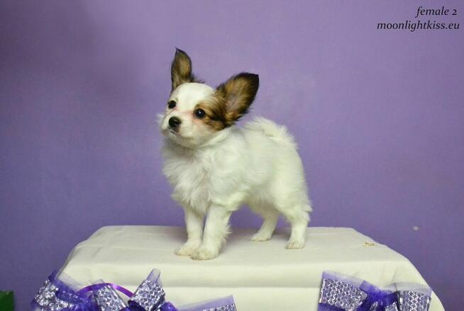 PAPILLON spaniel miniaturowy SUCZKA rodowód ZKWP FCI