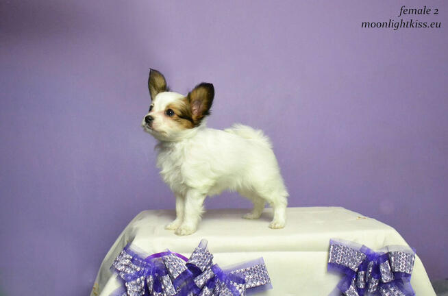 PAPILLON spaniel miniaturowy SUCZKA rodowód ZKWP FCI