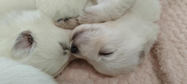 Szczeniaki Owczarka Szwajcarskiego