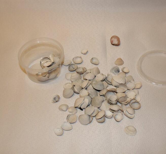 muszelki morskie znad morza Bałtyku do dekoracji szkoły