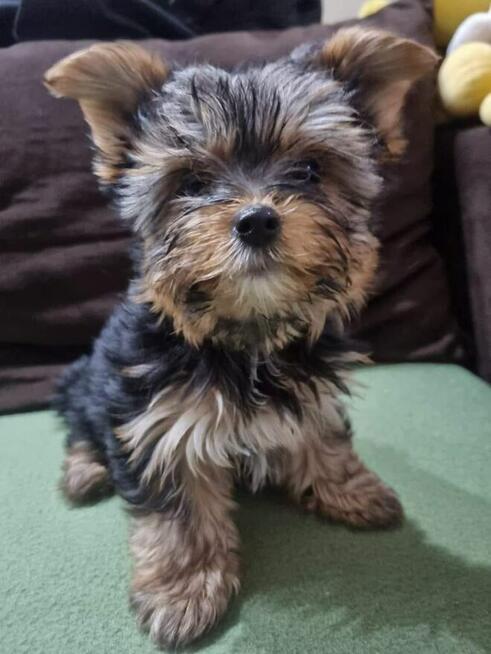 Yorkshire terrier sunia