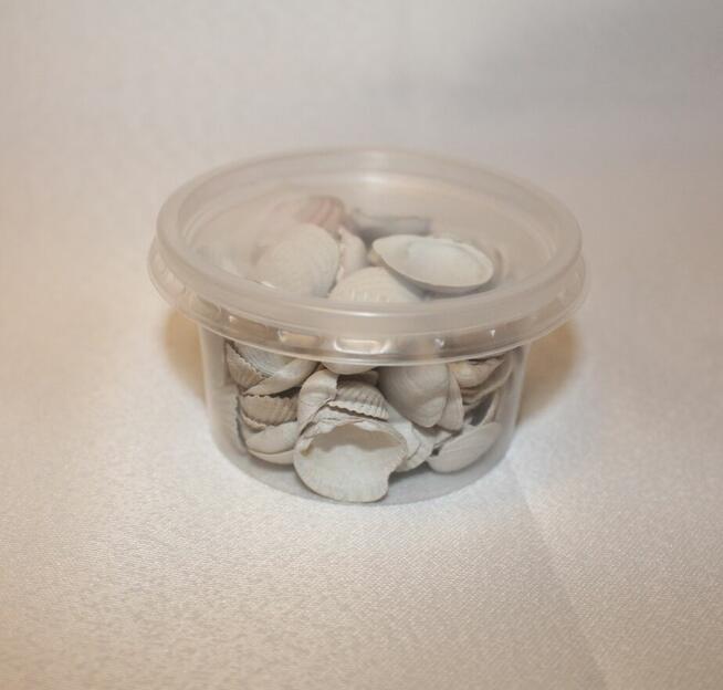 muszelki morskie znad morza Bałtyku do dekoracji szkoły