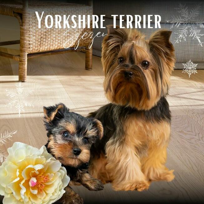 Yorkshire terrier sunia