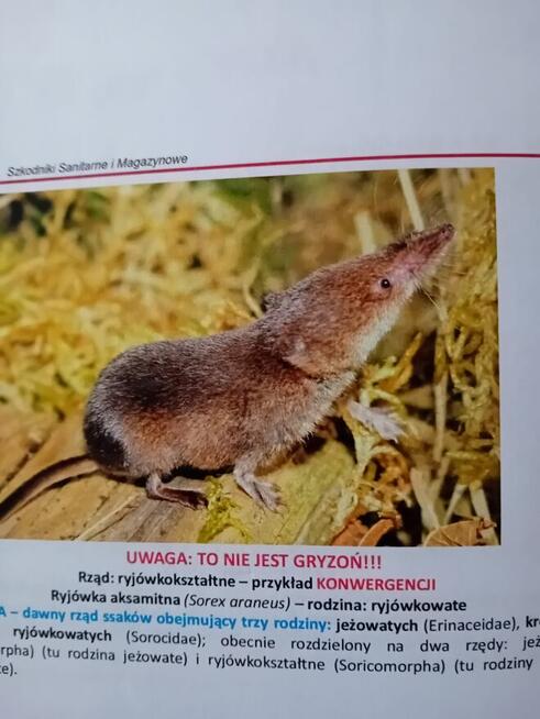 Pluskar24 zwalczanie pluskiew ,gryzoni