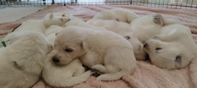 Szczeniaki Owczarka Szwajcarskiego