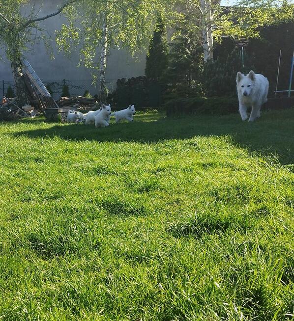 Szczeniaki Owczarka Szwajcarskiego