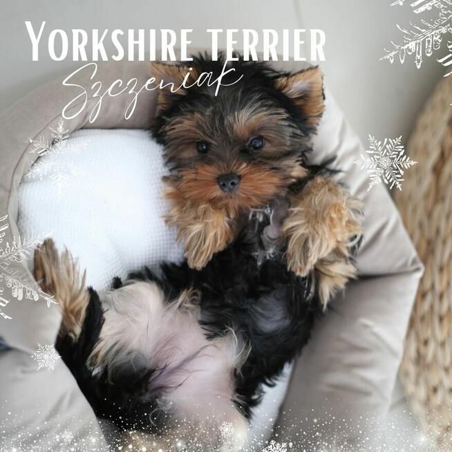 Yorkshire terrier piesek