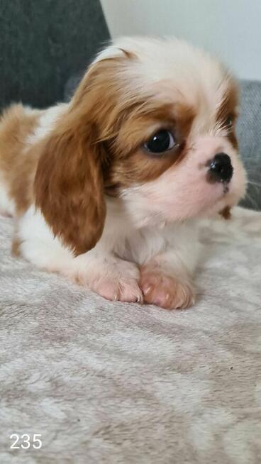 Cavalier z rodowodem