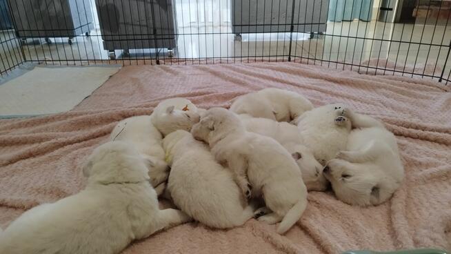 Szczeniaki Owczarka Szwajcarskiego