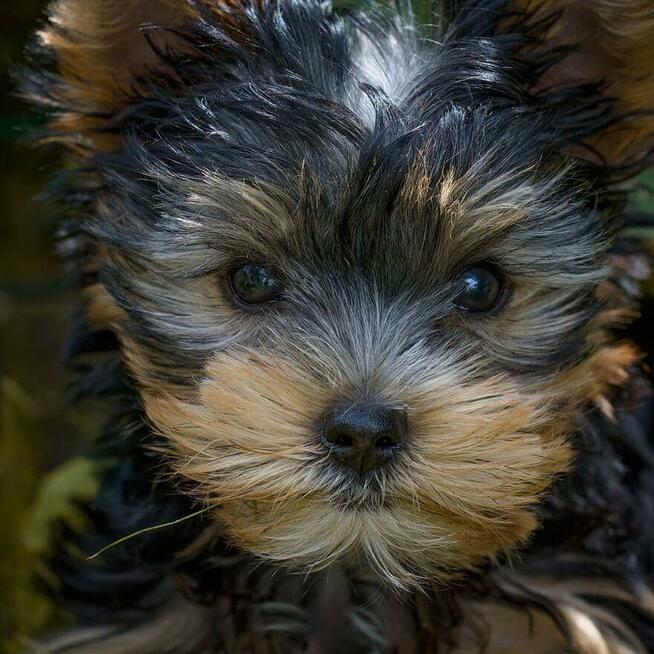 Yorkshire terrier sunia
