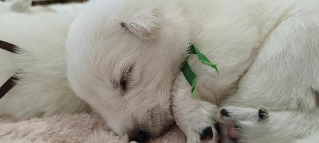 Szczeniaki Owczarka Szwajcarskiego