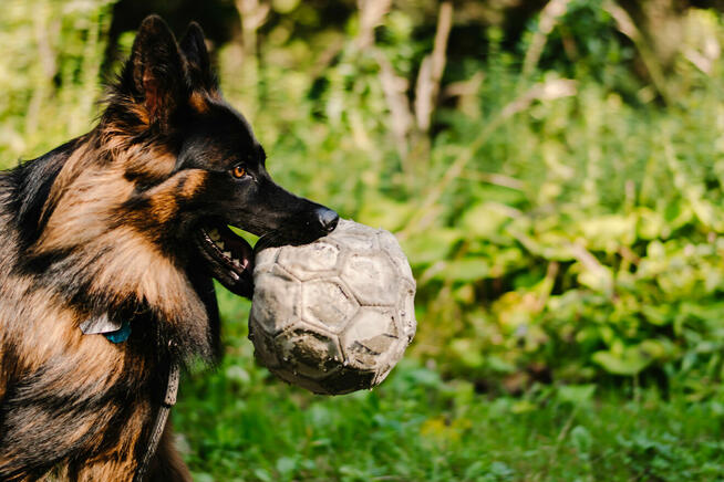 Fotograf - sesja ciążowa, brzuszkowa, rodzinna, dziecięca