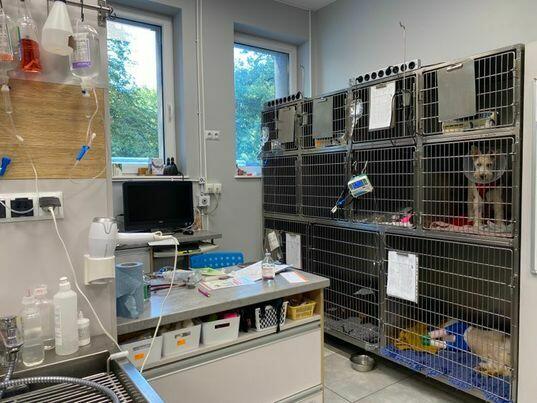 TECHNIK WETERYNARII #WETERYNARYJNE CENTRUM KLINICZNE KUROSZ