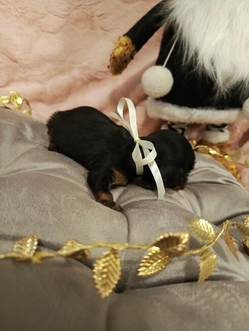 Reproduktor Amor Black &a tan zaprasza